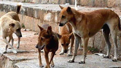 dog