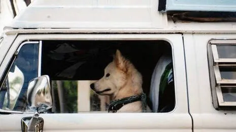 dog.1.3852344