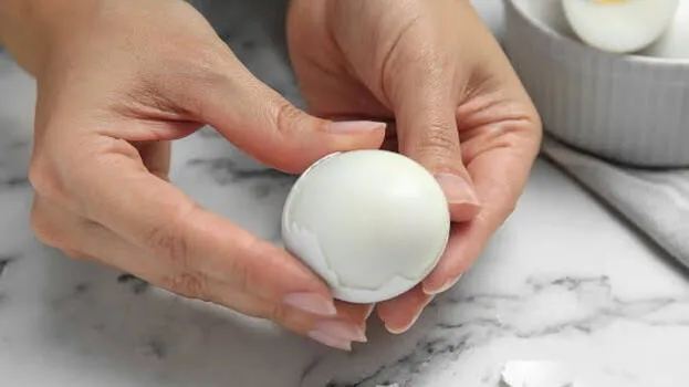 egg