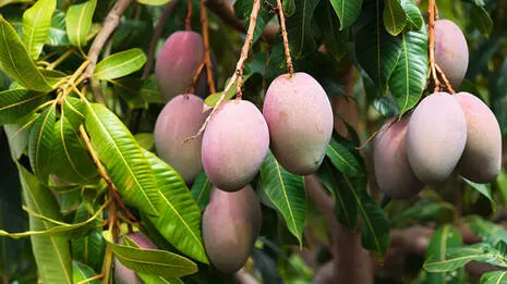 mango.1.3852555