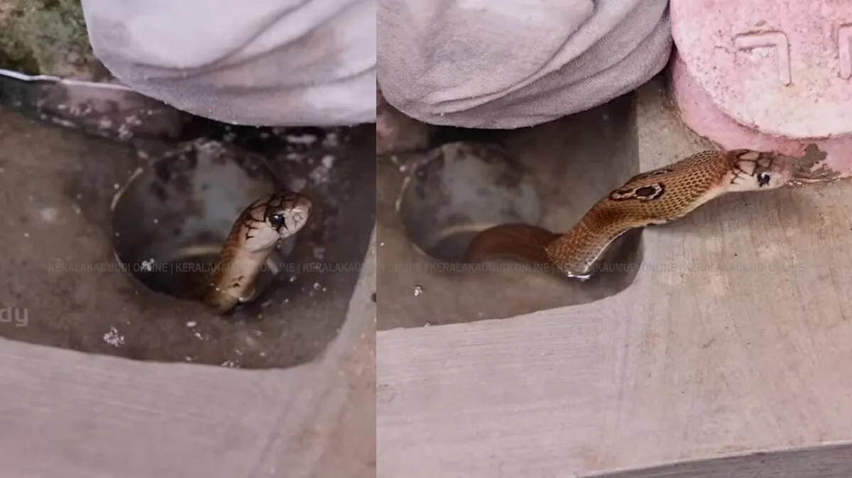 snake