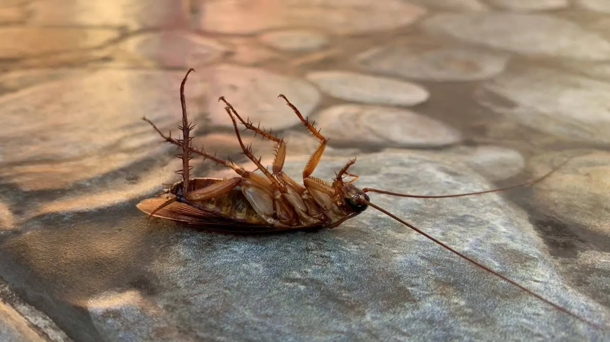 cockroach