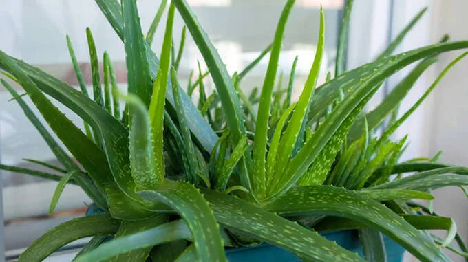 aloe