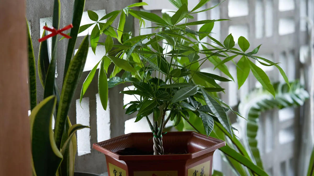indoor-plants
