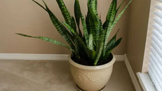 snake-plant