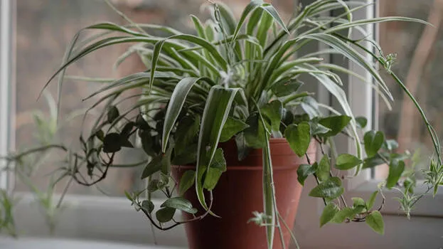 spider-plant