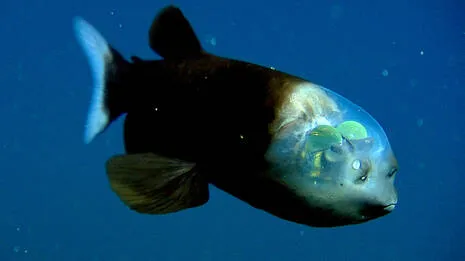 barreleye-fish.1.3857561
