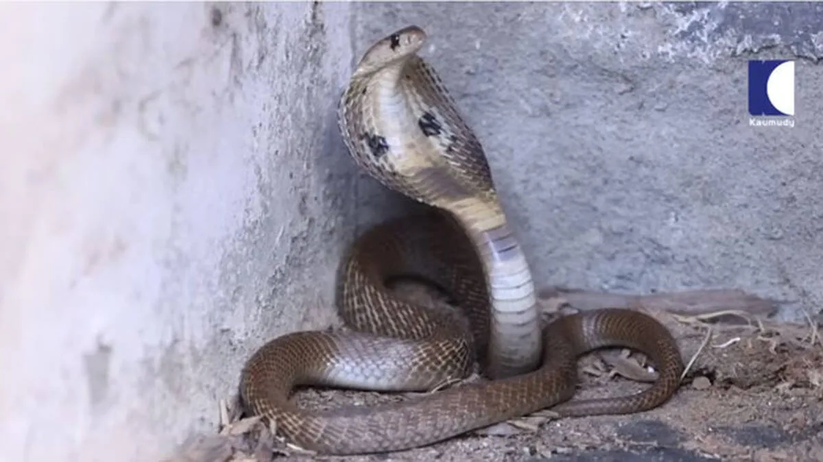 snake