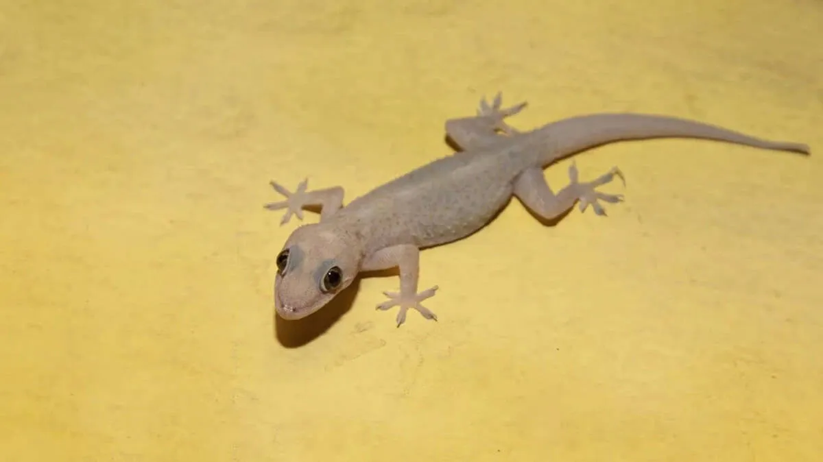 lizard