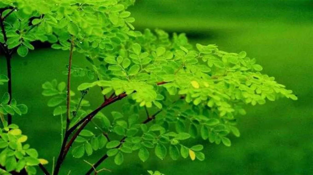 drumstick-leaves