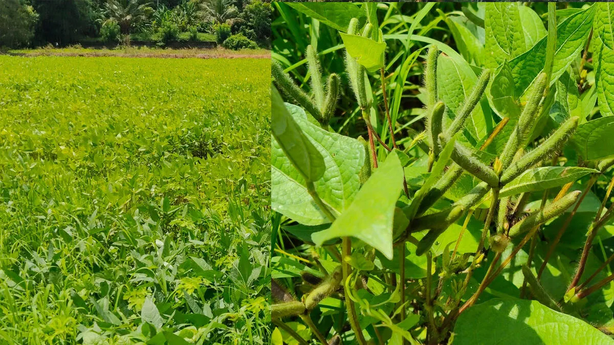 agri