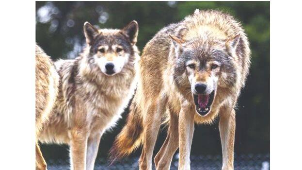 wolves