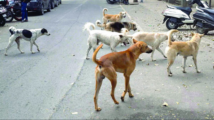 stray-dogs