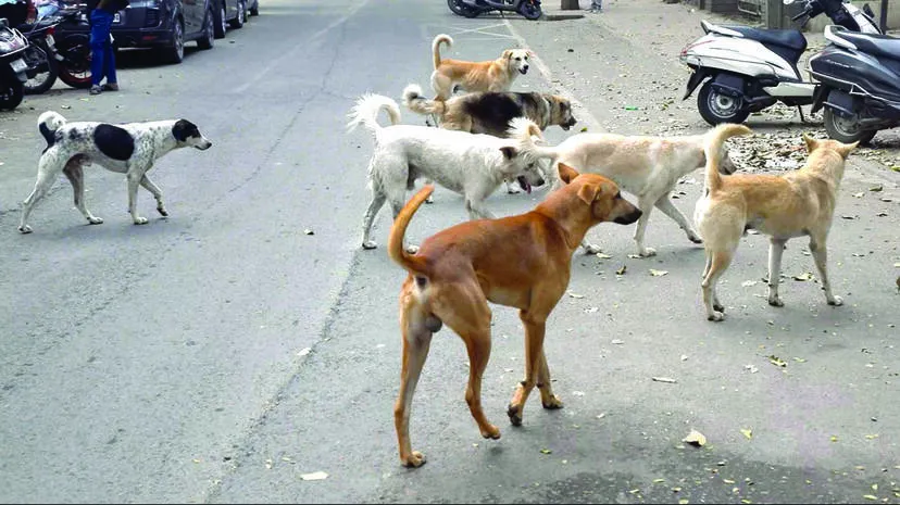stray-dogs