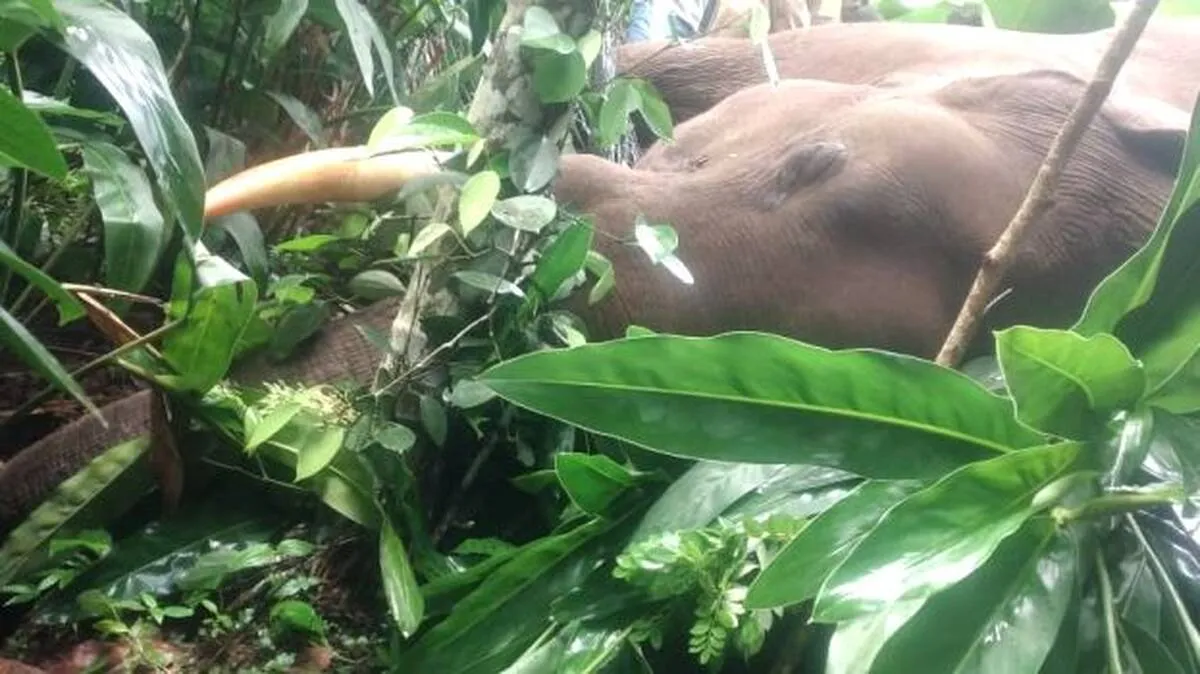 elephant-