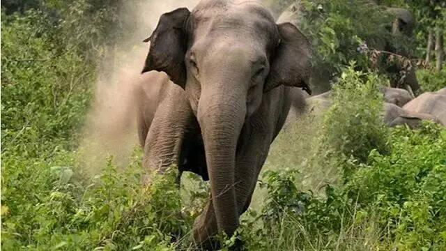 ele