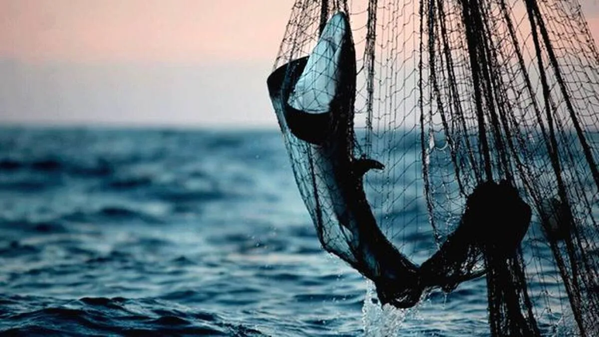 fish