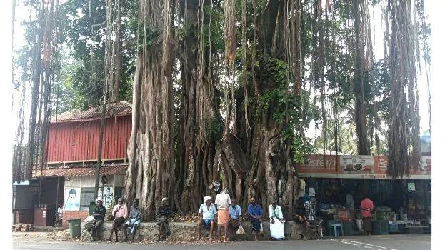 bavali