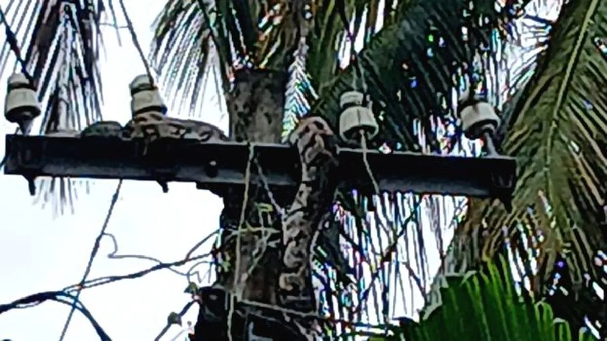 snake