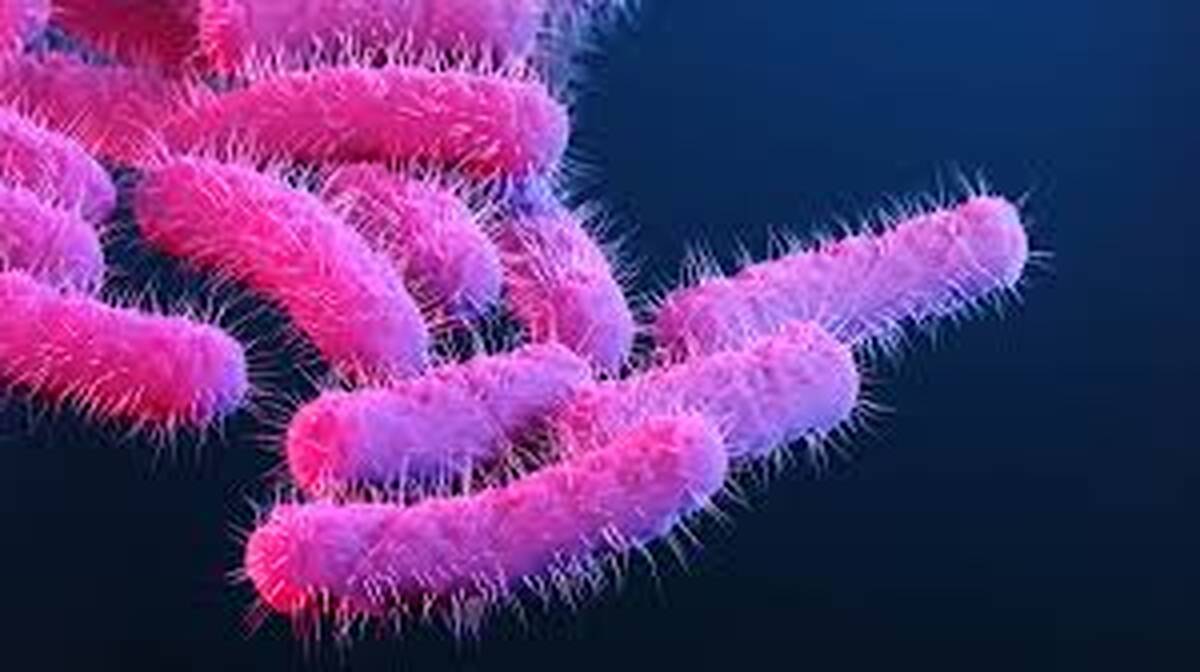 shigella