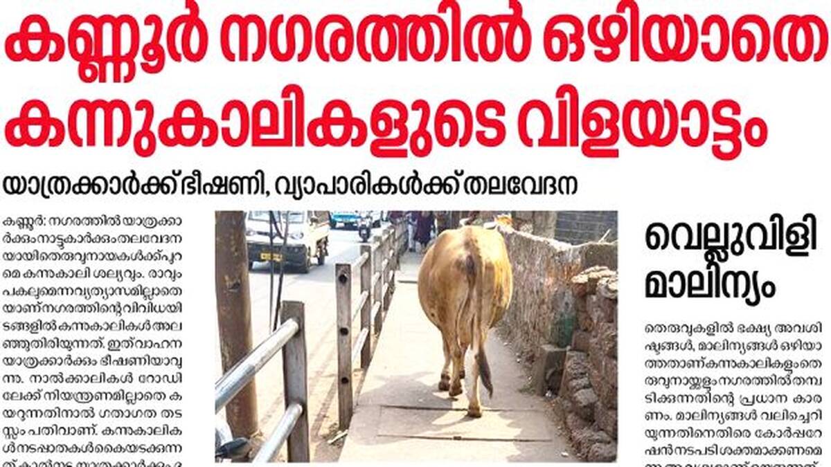 cow