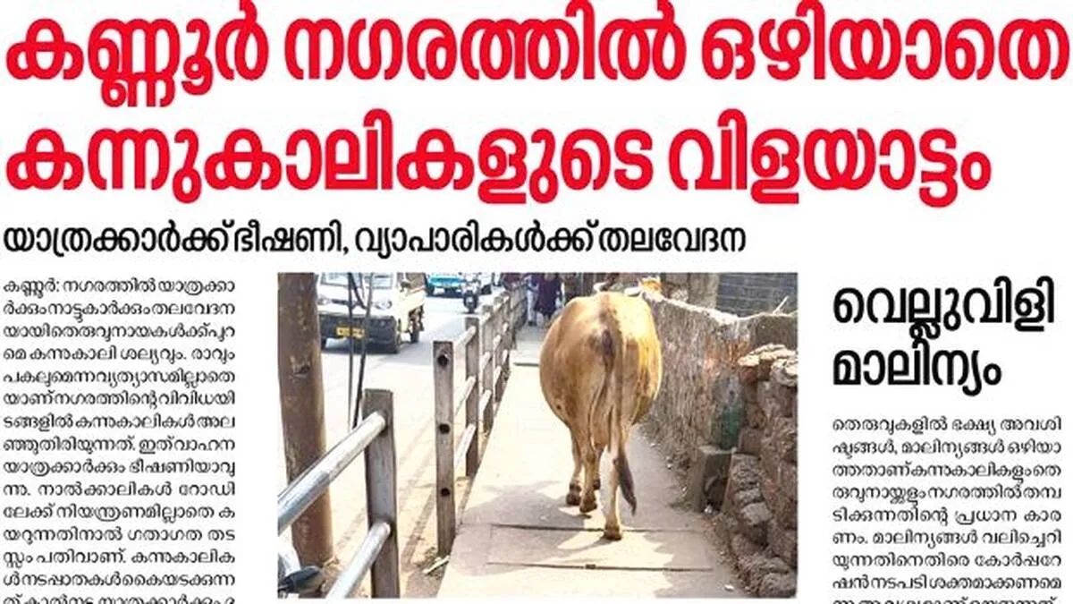 cow