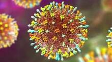 nipah