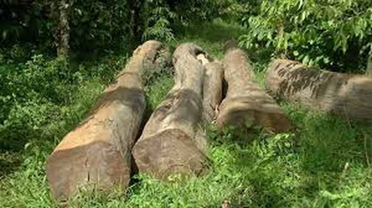 wood