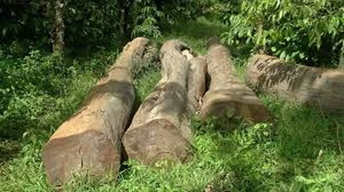 wood