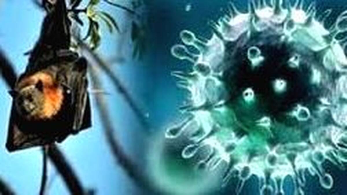 nipah
