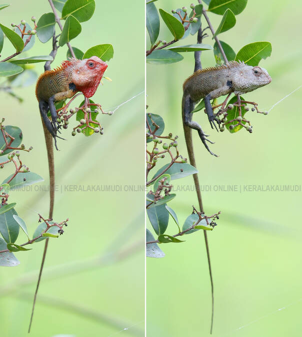 Kerala Kaumudi Photo Gallery