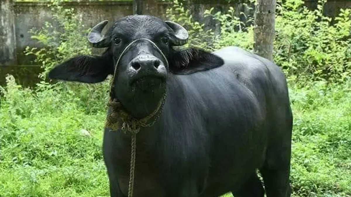 bufalo