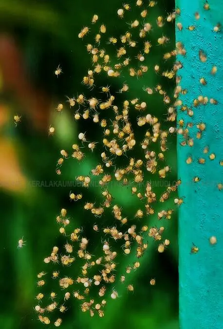 spider-