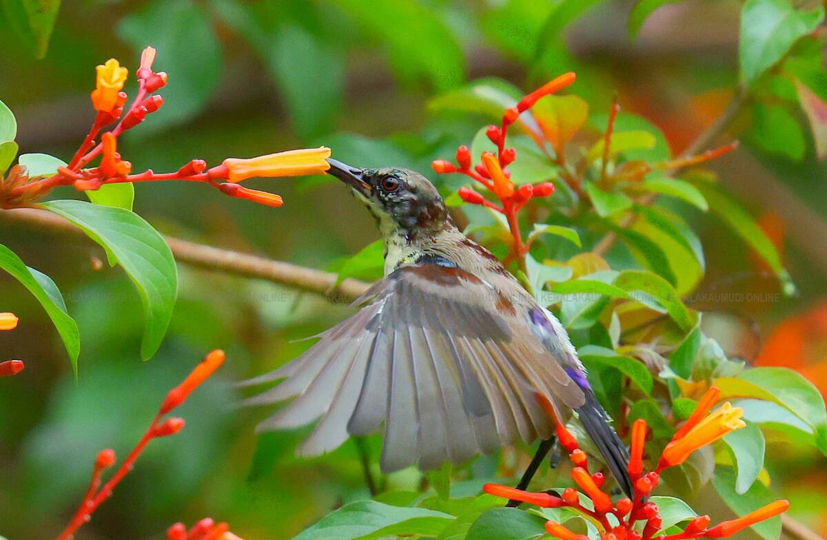Kerala Kaumudi Photo Gallery