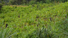 new-farming-in-tribal-areas