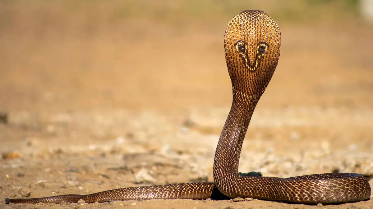 snake-