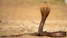 snakebite-at-thrissur-medical-college