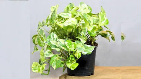money-plant.1.3860789