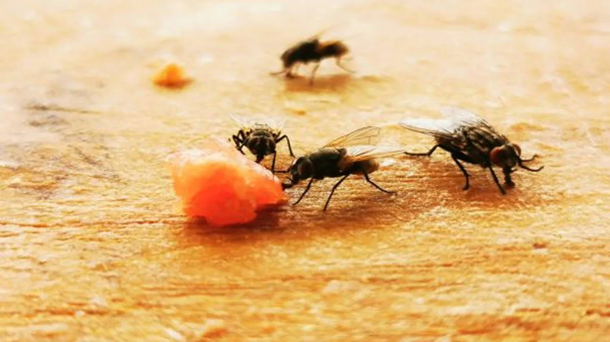 flies