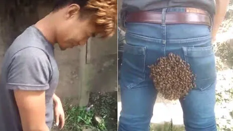 honeybees.1.3862567