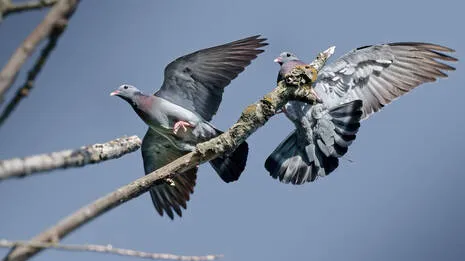 pigeons.1.3862644