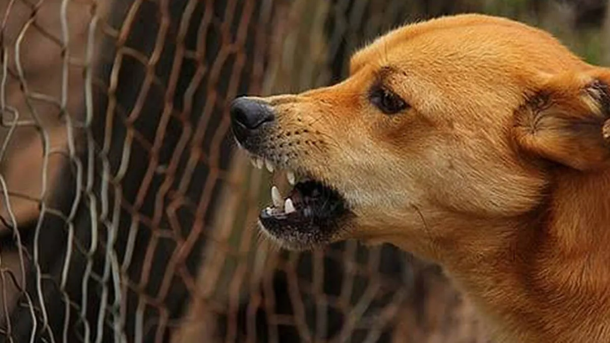 dog-bite