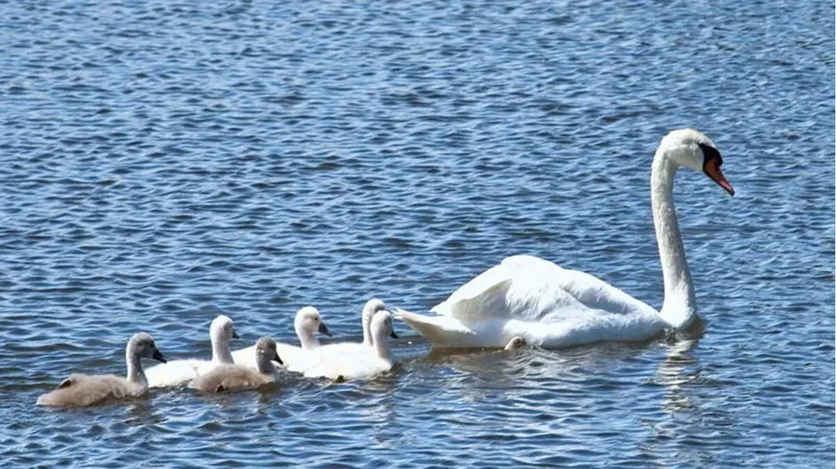 swan