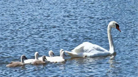 swan.1.3864233
