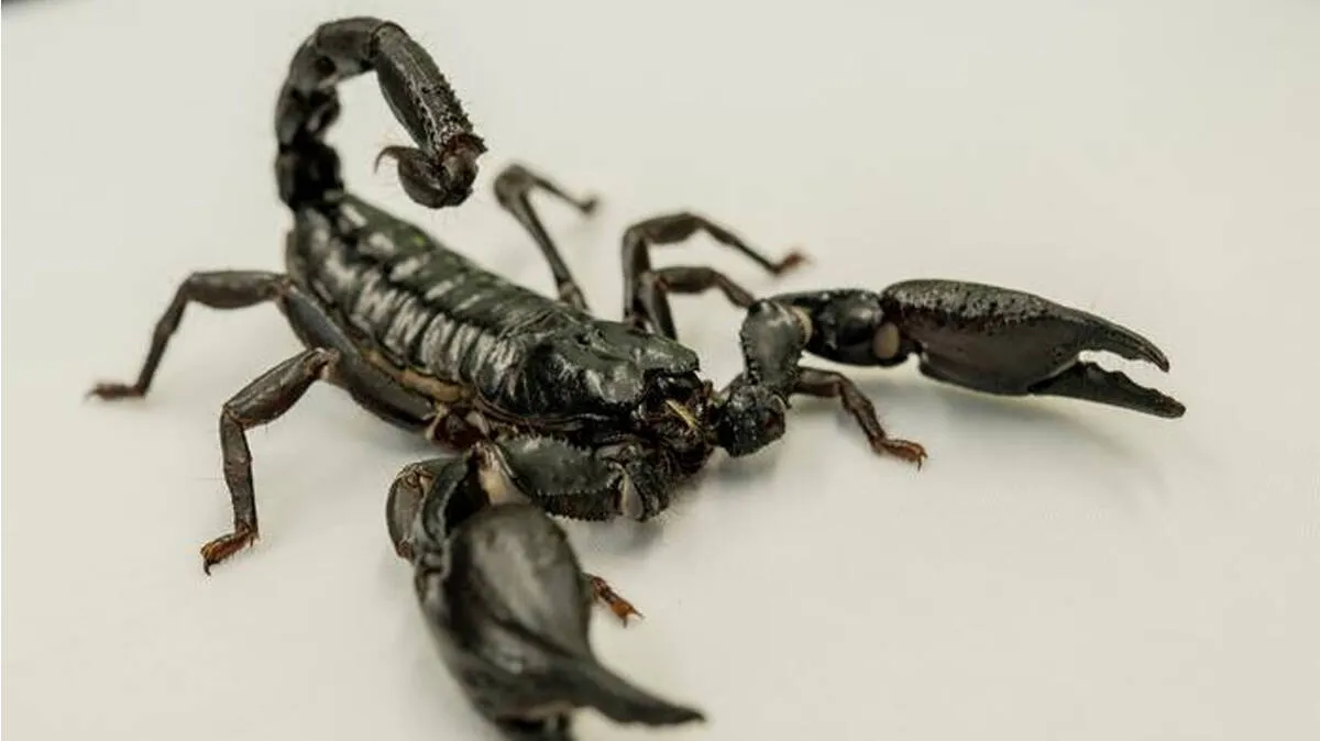 scorpion