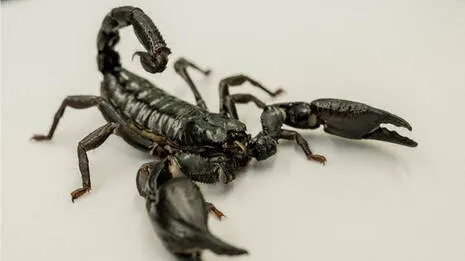 scorpion.1.3865145