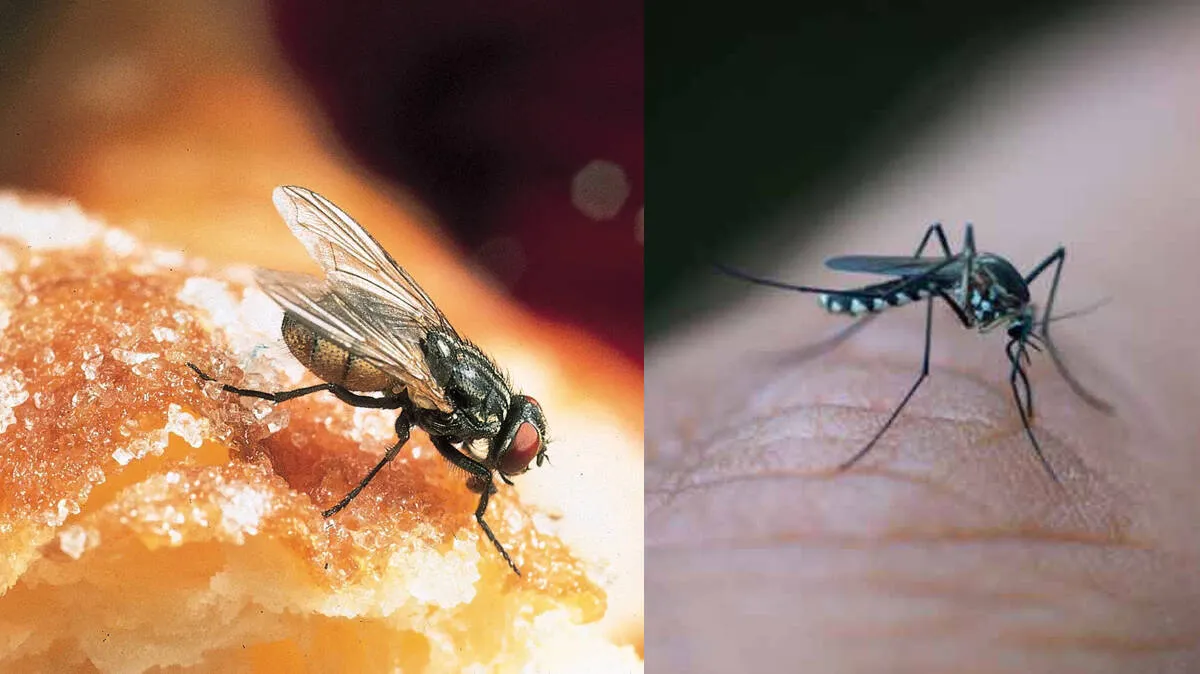housefly