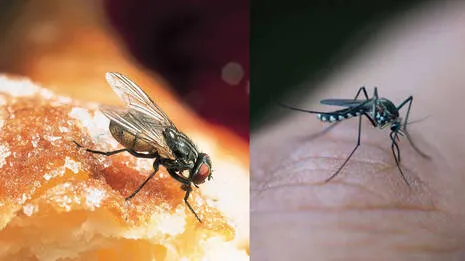 housefly.1.3865819