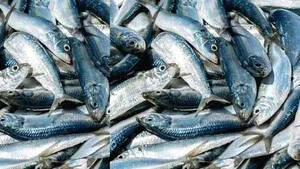 fish.1.3814984