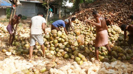 coconut.1.3872415